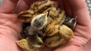 Hatching Coturnix Quail [upl. by Anahsar]