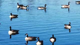 Canada goose 🦆🇨🇦🦆🇨🇦 enjoy the day at the pond [upl. by Earahc]