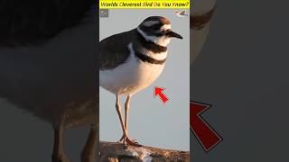 This is why worlds clever bird is going viral video  Kill deer bird shorts trendingshorts facts [upl. by Marzi]