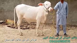 2024 ki qurbani kely janwar for sail Punjabighostforum9999 2024 vilar [upl. by Estrin]