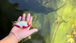 Adding a goldfish to my pond [upl. by Mayfield]