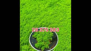 azolla اكسبلور مشروع farming أزولا ترند أغنام landscape مربيالحماموالدجاج agriculture [upl. by Nomrej]