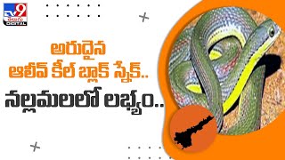 అటవీ ప్రాంతంలో అరుదుగా కనిపించే ఆలీవ్‌ కీల్‌ బ్లాక్‌ స్నేక్‌  TV9 [upl. by Mode938]