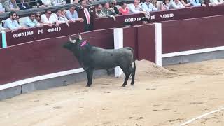 Salida 1º toro de VICTORINO MARTÍN quotMATACANESquot  5junio2024  Las Ventas [upl. by Josie929]