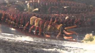 Aquarium Monster Bobbit worm Eunice aphroditois [upl. by Gnilhsa]