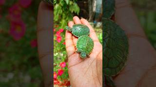 Turtles Unboxing  Red Eared Slider Turtles Unboxing redearedsliderturtle redearedsliderturtles [upl. by Vanden400]