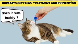 How cats get fleas Treatment and Prevention  Cats Knowhow [upl. by Yrtnej]