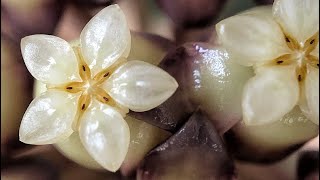 Hoya Finlaysonii Blooms [upl. by Whatley]