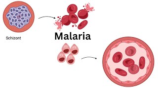 UNDERSTANDING the LIFE CYCLE of PLASMODIUM falciparum Stages of Malaria Infection Explained [upl. by Caren826]