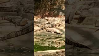 Crocodylus crocodile 🐊 in vizag vizagtrackmap [upl. by Lanny]