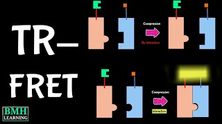 TimeResolved Fluorescence Resonance Energy Transfer  TRFRET  TRF Spectroscopy [upl. by Ruzich]