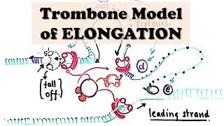 DNA Replication Prokaryote ELONGATION  Trombone Model of Elongation  Okazaki Fragment Synthesis [upl. by Ahsehat]