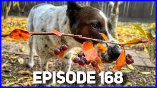 Aronia Berry  Chokeberry Ready Ep 168 [upl. by Kristof300]