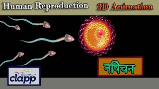 Fertilization 3D Animation [upl. by Child570]