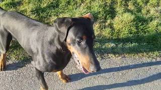 Vom Budenhocker zum Wiesenrocker  Dobermann [upl. by Atirat]