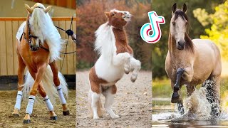 The Best HORSE TikTok Compilation 151 [upl. by Marijane79]