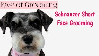 How to Clip a Pet Schnauzers Face and Eyebrows Short  Pet Schnauzer Grooming [upl. by Brooks737]