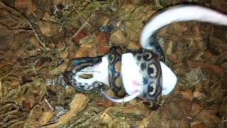 Радужный удав охотится mouse Rainbow boa hunts mouse [upl. by Theodore]