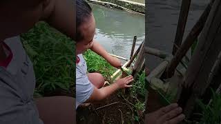 stek pohon pepaya agar tumbuh pendek dan berbuah lebat shortsvideo gardening buah fruit fyp [upl. by Niltag838]