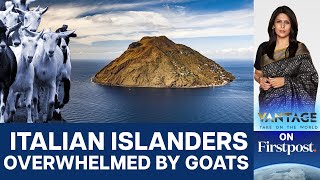 Goats Overrun Italian Island of Alicudi Can Humans Fight Back  Vantage with Palki Sharma [upl. by Dagnah]