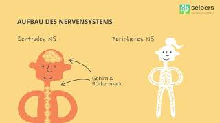 Polyneuropathie und das Nervensystem Experte erklärt [upl. by Bowes]