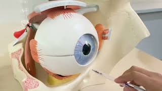 Eye Model  Anatomy ospe MBBS [upl. by Eissolf413]