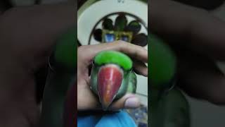 BETU talk everything MITHOO parrot parrotentertainmentbirds beautifulparrot parrotloveramazing [upl. by Bum]