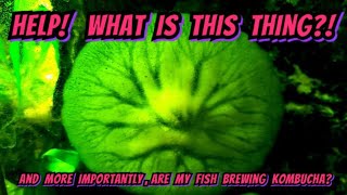 I NEED YOUR HELP FISHFAM A Mysterious Blob or Possibly Kombucha Is Taking Over My Aquarium [upl. by Nosral408]