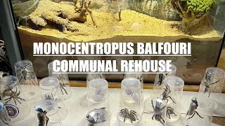 FINAL Rehouse  Monocentropus balfouri communal x2 [upl. by Garibull]