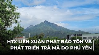 HTX Liên Xuân Phát bảo tồn và phát triển trà Mã Dọ Phú Yên [upl. by Nysilla545]