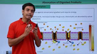 Class 11th – Absorption of Digested Products – Overview  Digestion and Absorption  Tutorials Point [upl. by Ima]