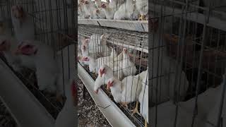 Poultry Farm Boiler Farming trending chicken business birds chicks shorts short minivlog [upl. by Gertie]