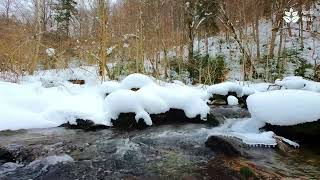 Peaceful babling brook sounds calming water stream flow Winter forest ambience 10 hours [upl. by Anagnos637]