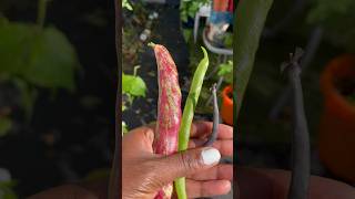 3 Must Grow Beans gardeningtips newgardener citygarden growfoodathome eatyourvegetables veggie [upl. by Otrebliw791]