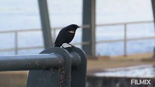 Red winged blackbird Canada [upl. by Salguod]