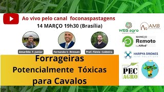 FORRAGEIRAS POTENCIALMENTE TÓXICAS PARA CAVALOS [upl. by Anaira]