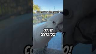 Sneaky Cockatoo Would you like one birds parrot cockatoo tricks [upl. by Annaek400]