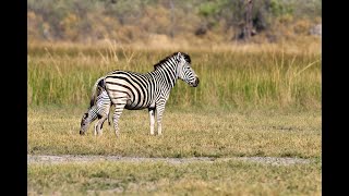 OVER 7 MILLION VIEWS Zebra birth amp Wild Dog interaction [upl. by Costello]