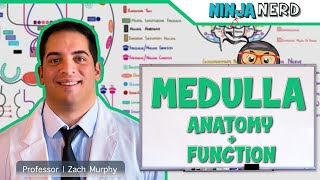 Neurology  Medulla Anatomy amp Function [upl. by Nahtad]