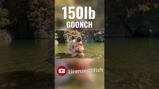 GOONCH catfish river monster goonch rivermonster catfishing shorts [upl. by Fritze]