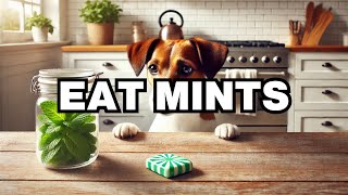 Can Dogs Eat Mints Explained [upl. by Ahtram]