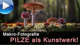 Pilze als Kunstwerke fotografieren [upl. by Alrrats381]