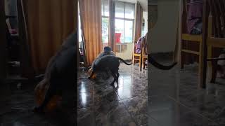 Bagheera amp Deepak ki ladai ball ke liye😂😂😂🐕‍🦺🏀youtubeshorts comedy viralvideo shorts [upl. by Lari]