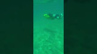 Seabob snorkeling in Jamaica beautiful beach seabob jamaica fyp [upl. by Ssepmet]