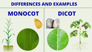 MONOCOT vs DICOT  Differences between Monocotyledon and Dicotyledon with Examples  Science Lesson [upl. by Anerok750]