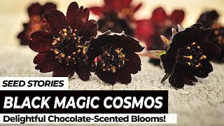 SEED STORIES  Black Magic Cosmos Delightful ChocolateScented Blooms [upl. by Waneta]