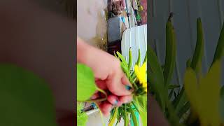 Sunflower plant lovely kitchen garden shorts shortvideo [upl. by Toney]