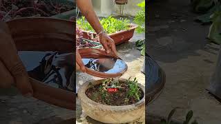 Adenium Plant Care🌱Adenium Seeds How To Grow🔥एडेनियम का पौधा🌰सीड कैसे लगाएंashasgardenstoryshorts [upl. by Vani874]