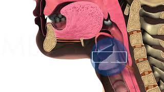 Functioning of the Upper Esophageal Sphincter  Michael Groher  MedBridge [upl. by Mcnully]