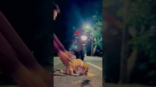 Plz drive dekhiki karantu 🐶dogdoglover trendingsadsongdeepak09dogshortsyoutubeshorts [upl. by Rabi]